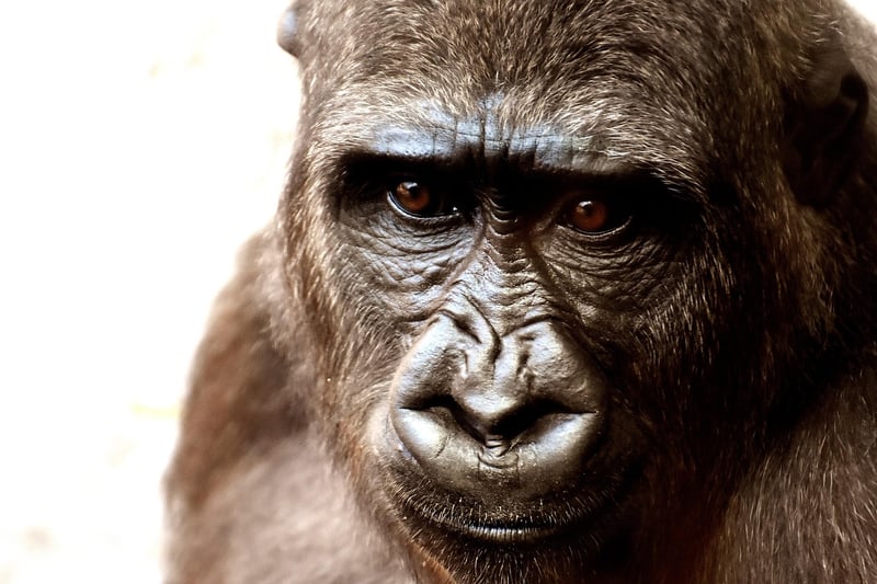 Gorilla Trekking in Bwindi Forest