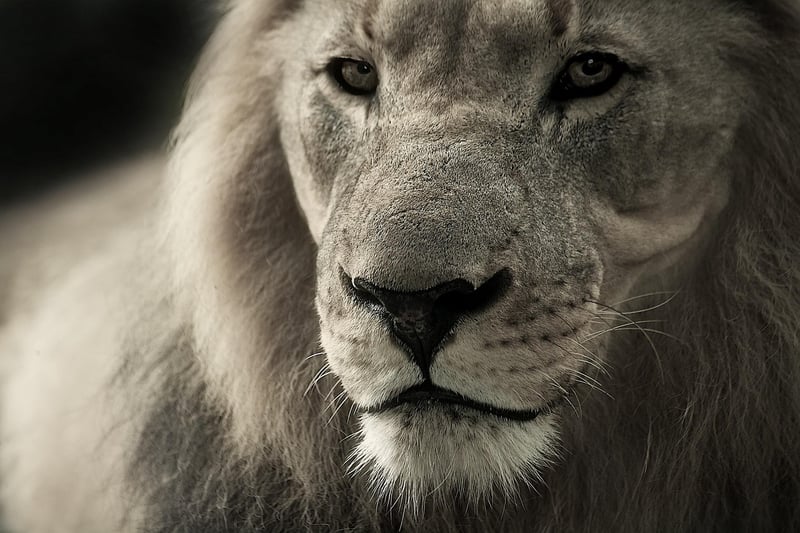 Lion in the Serengeti