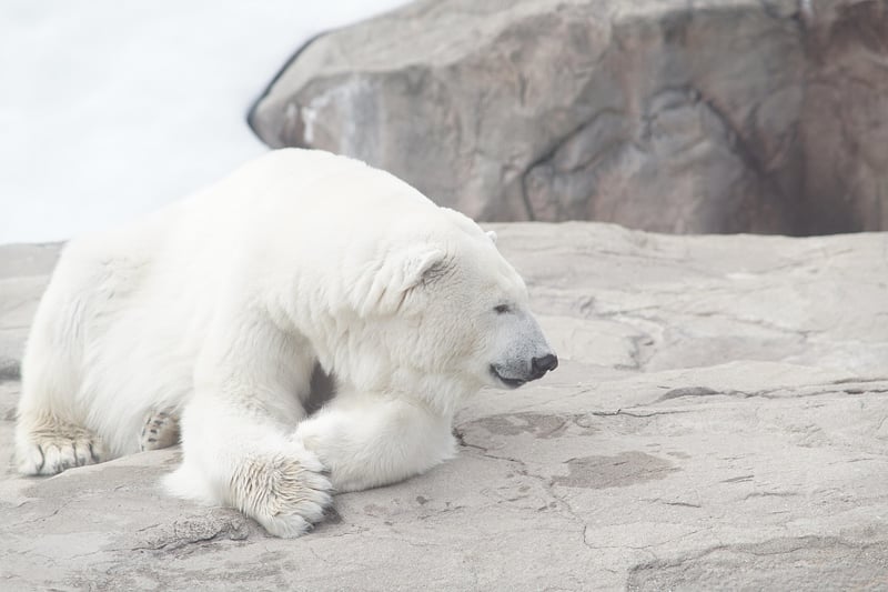 Polar Bear Expedition in Churchill