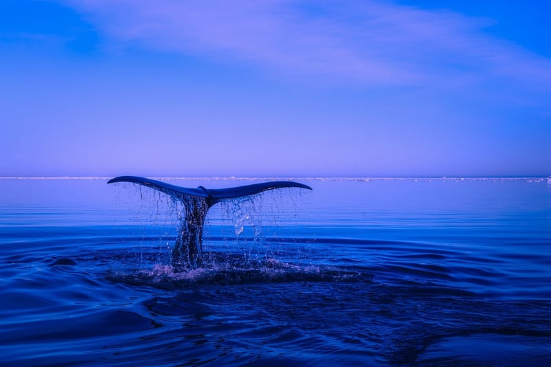 Whale Watching in Monterey Bay